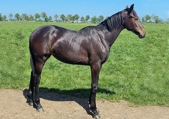 Danse Optima Z