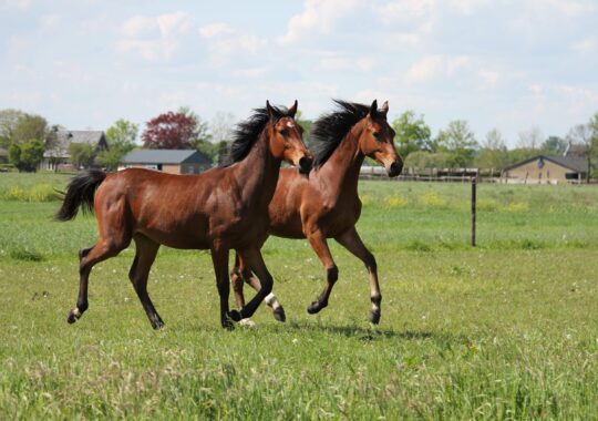 Verwachte veulens 2026