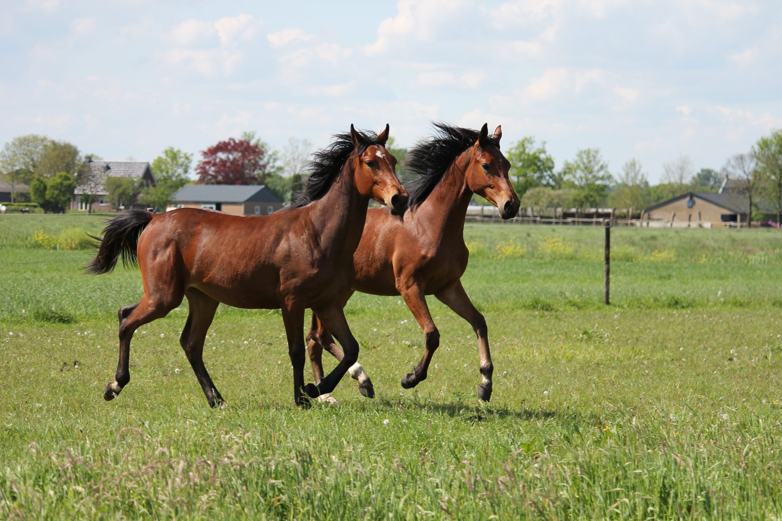 Verwachte veulens 2026
