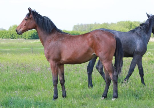 Toshena New Seasons Z