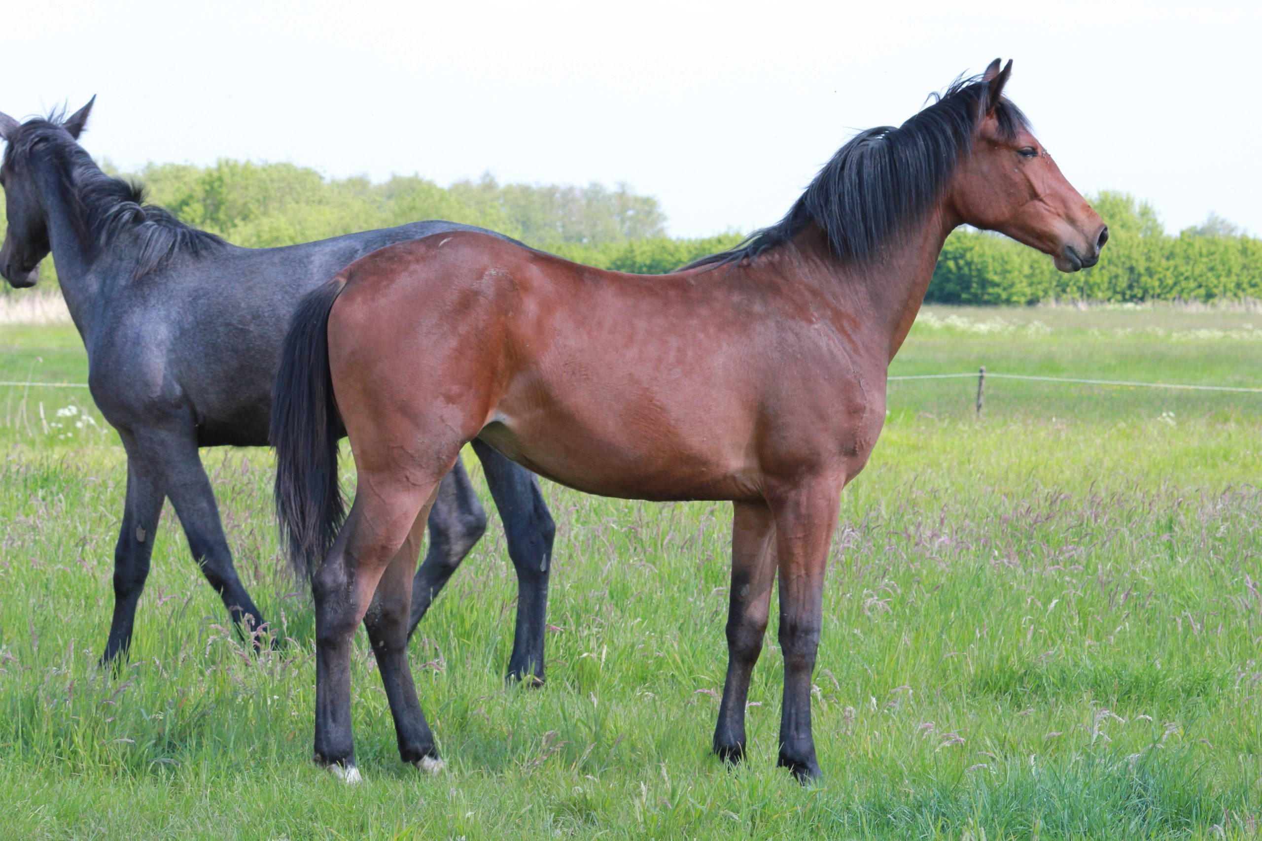 Toshena New Seasons Z