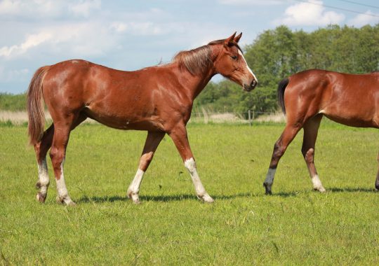 Emilia New Seasons Z