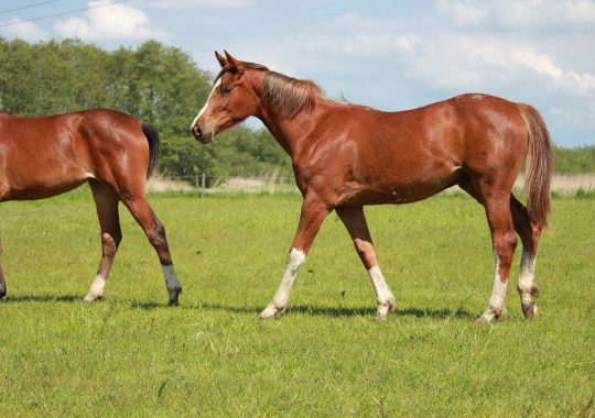 Emilia New Seasons Z