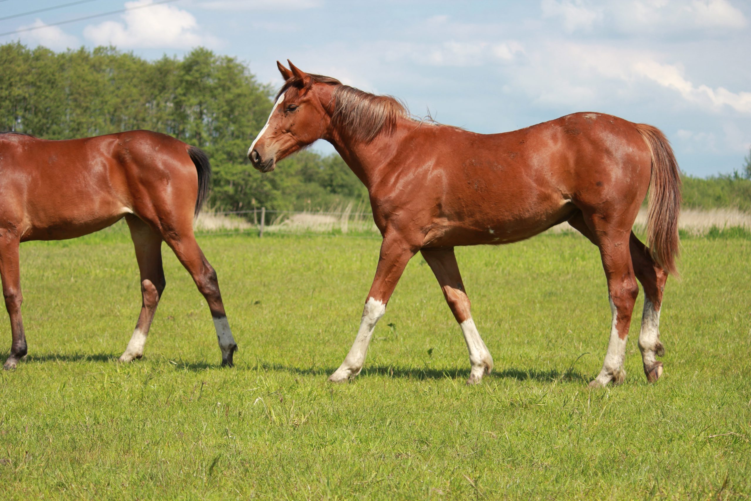 Emilia New Seasons Z