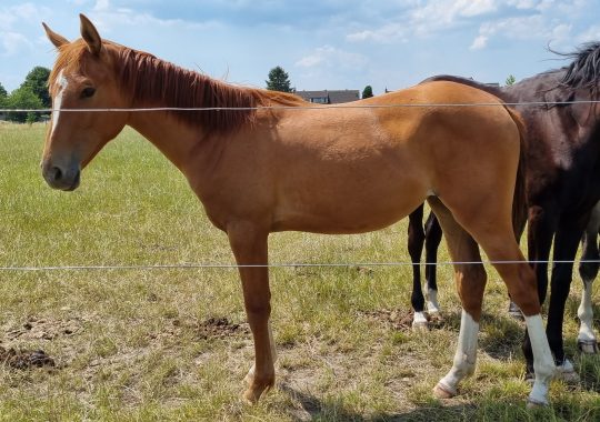 O’Flora du Bonheur