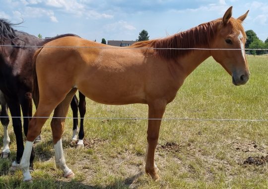 O’Flora du Bonheur