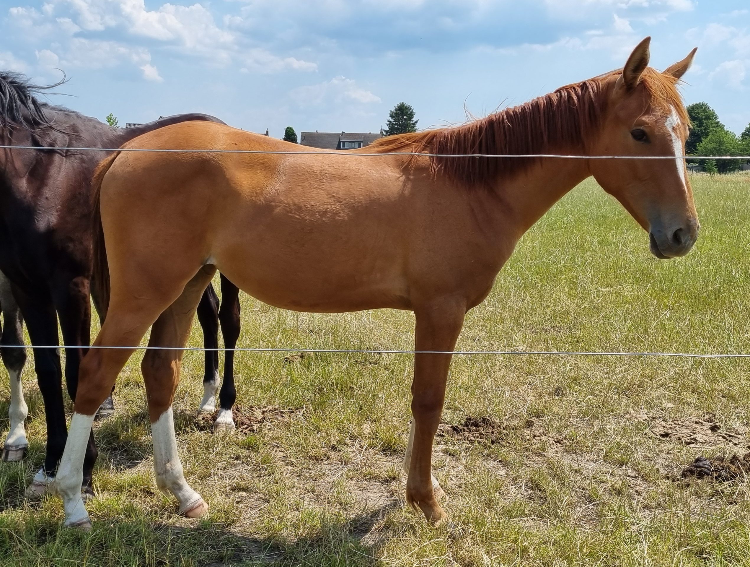 O’Flora du Bonheur