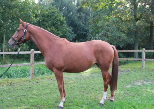 Heart of Gold New Seasons Z