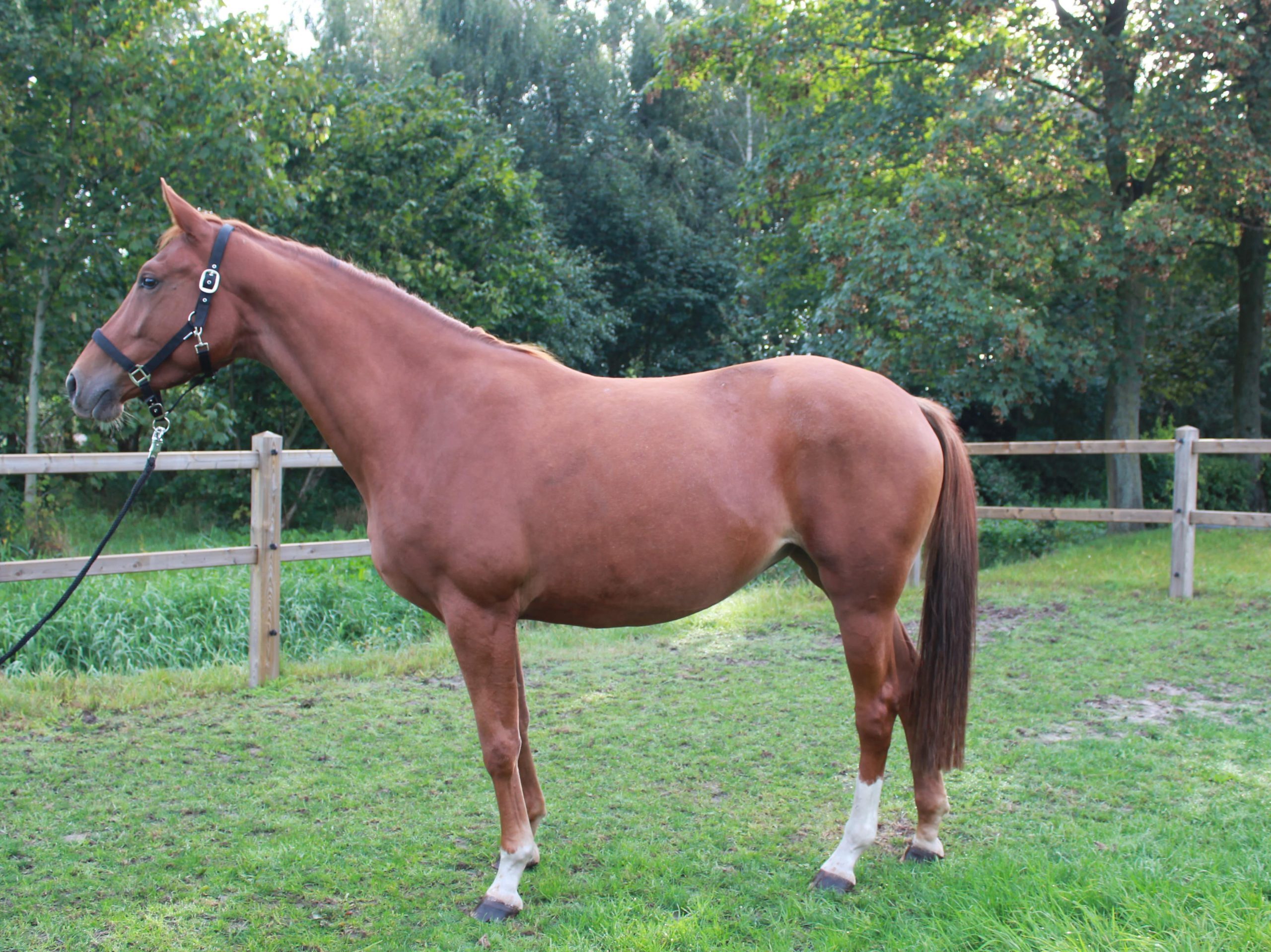 Heart of Gold New Seasons Z