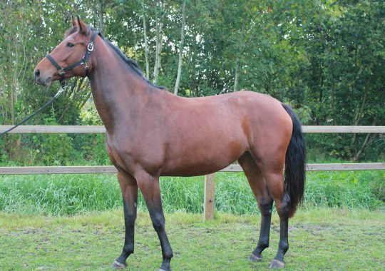 Helena New Seasons Z