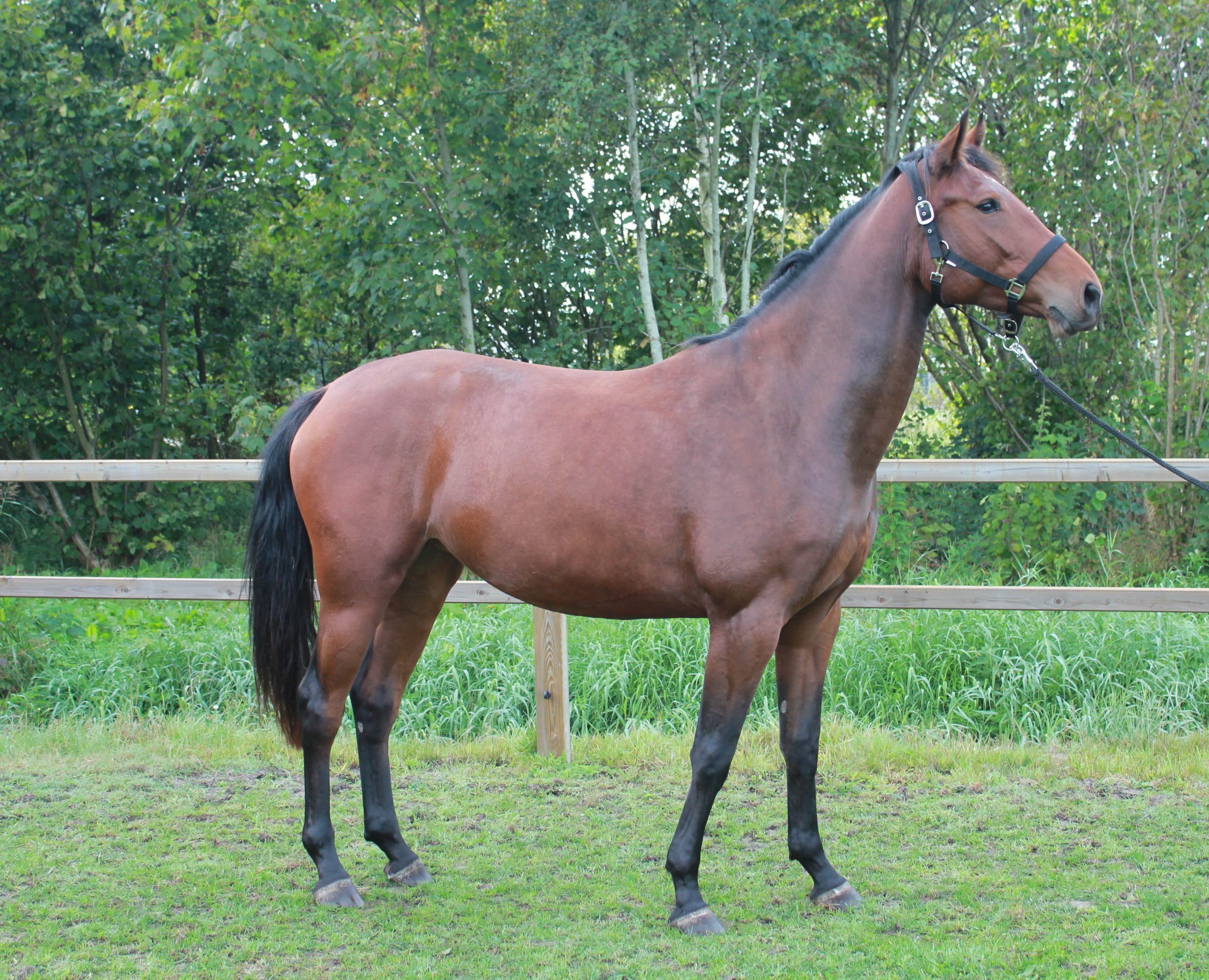 Helena New Seasons Z