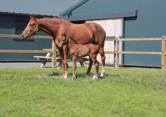 Elysse New Seasons Z