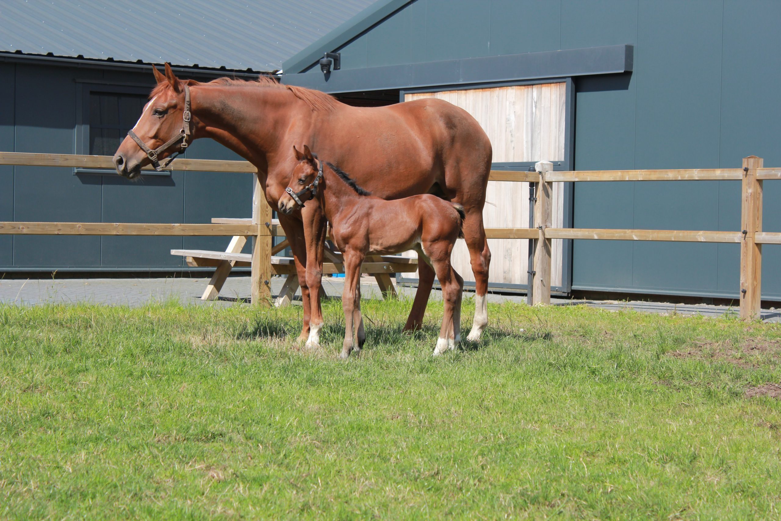 Elysse New Seasons Z