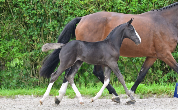 Escudo Tachor New Seasons Z