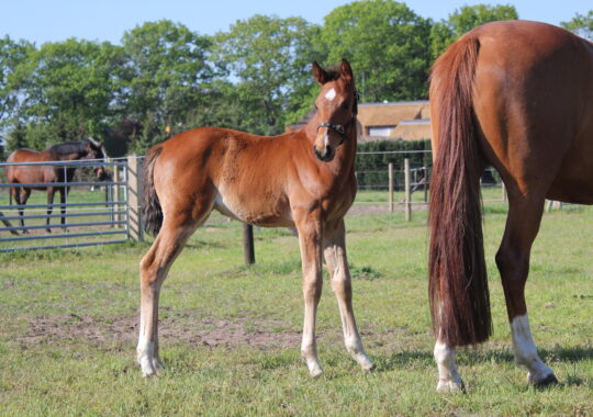 Diamond New Seasons Z