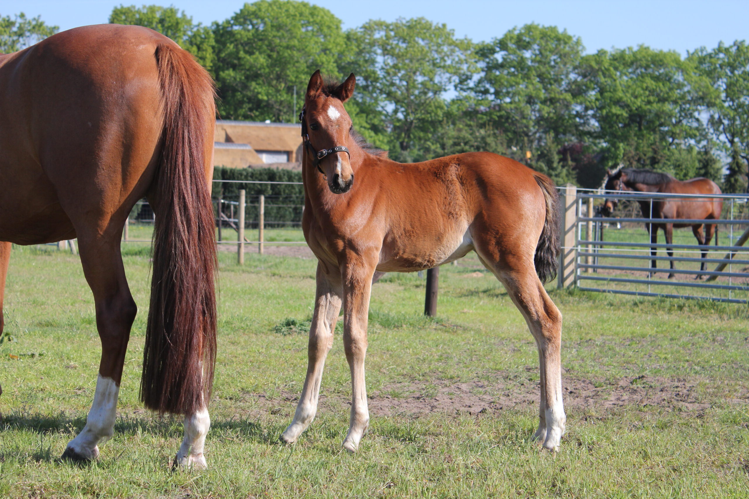 Diamond New Seasons Z