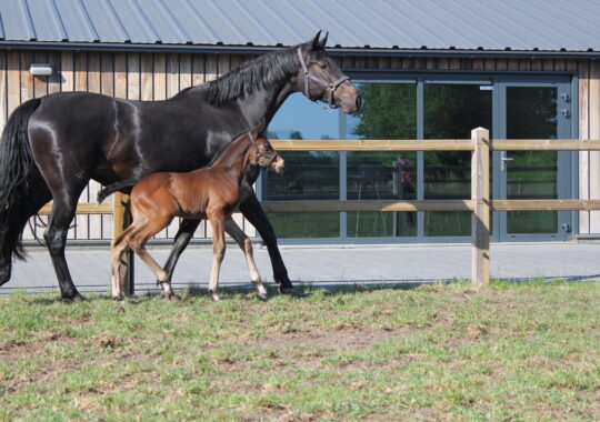 Agniya New Seasons Z