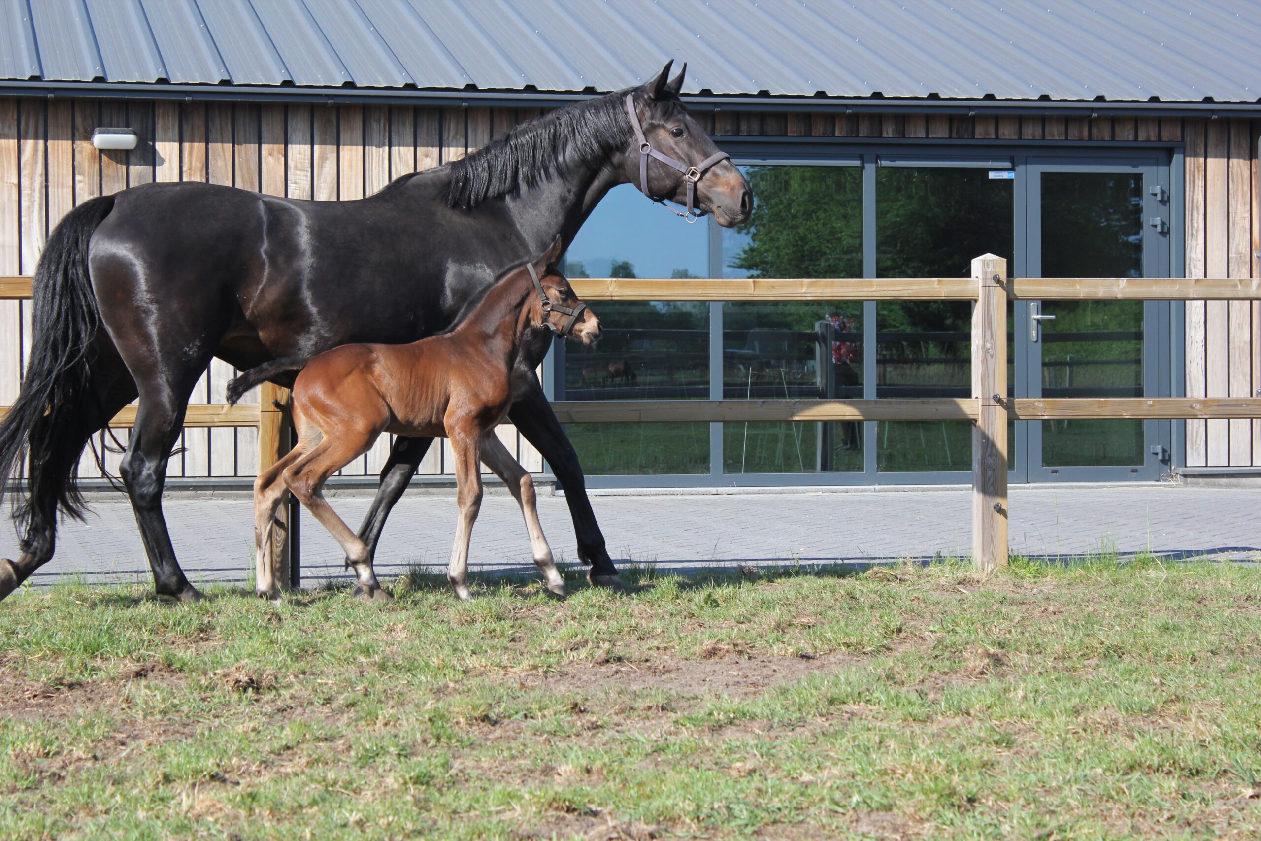 Agniya New Seasons Z