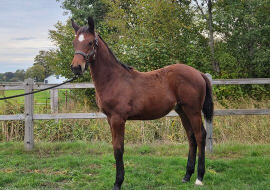 Conquest New Seasons Z