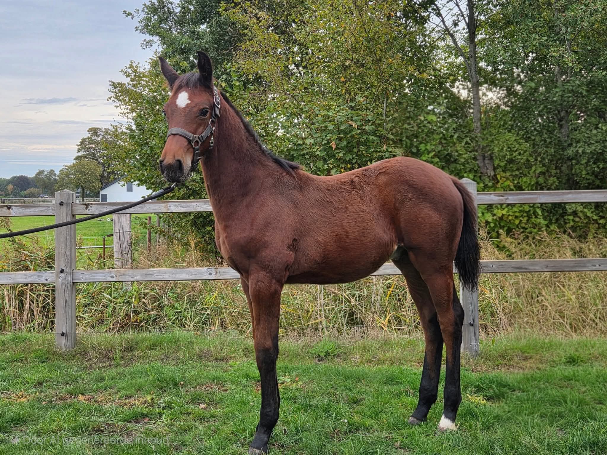 Conquest New Seasons Z