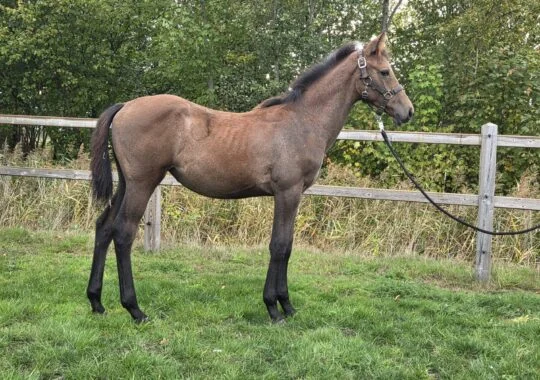 Toyah New Seasons Z
