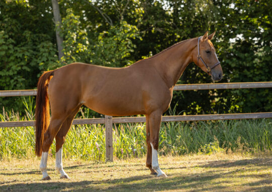 O’Flora du Bonheur Z