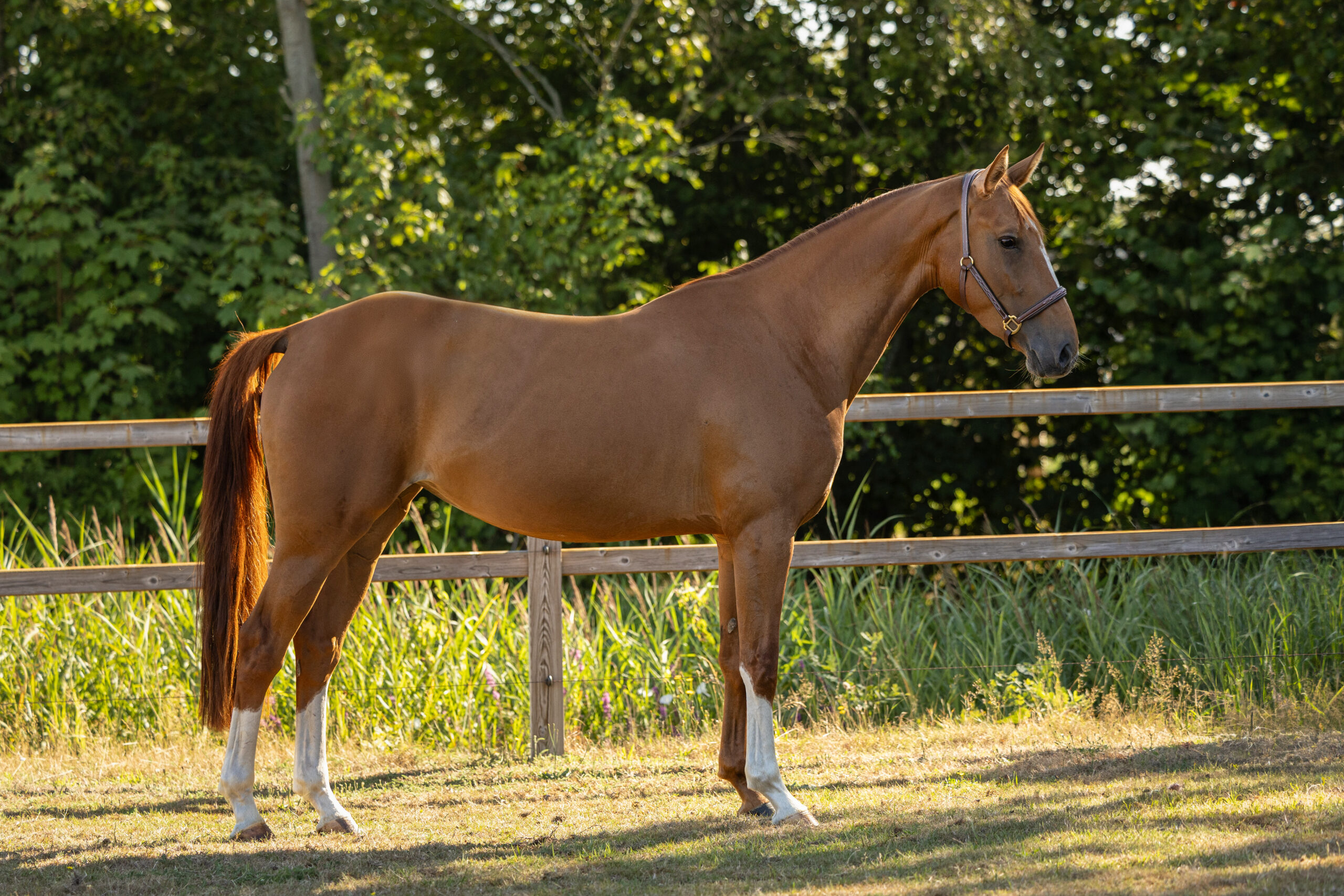O’Flora du Bonheur Z